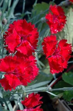 Fire Star Dianthus (Carnation) - 1 Gallon Pot -Garden Plants Shop dianthus fire star cottage pinks 101