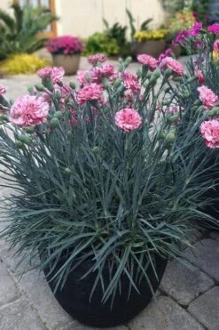 Pinball Wizard Dianthus - 1 Gallon Pot 17 Pinball Wizard Dianthus - 1 Gallon Pot -Garden Plants Shop dianthus pinball wizard 10