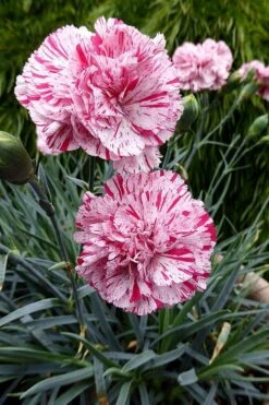 Pinball Wizard Dianthus - 1 Gallon Pot 16 Pinball Wizard Dianthus - 1 Gallon Pot -Garden Plants Shop dianthus pinball wizard 4