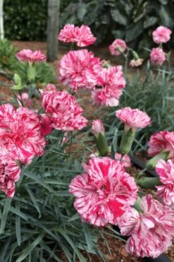 Pinball Wizard Dianthus - 1 Gallon Pot 15 Pinball Wizard Dianthus - 1 Gallon Pot -Garden Plants Shop dianthus pinball wizard 5