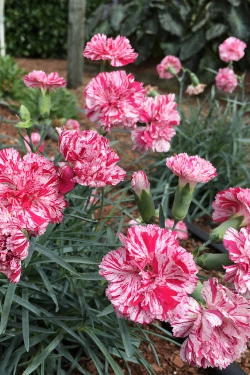 Pinball Wizard Dianthus - 1 Gallon Pot 6 Pinball Wizard Dianthus - 1 Gallon Pot - Image 4