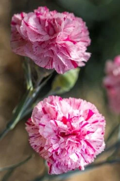 Pinball Wizard Dianthus - 1 Gallon Pot 20 Pinball Wizard Dianthus - 1 Gallon Pot -Garden Plants Shop dianthus pinball wizard 7