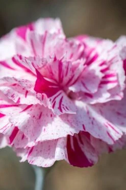 Pinball Wizard Dianthus - 1 Gallon Pot 21 Pinball Wizard Dianthus - 1 Gallon Pot -Garden Plants Shop dianthus pinball wizard 8