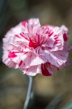 Pinball Wizard Dianthus - 1 Gallon Pot 18 Pinball Wizard Dianthus - 1 Gallon Pot -Garden Plants Shop dianthus pinball wizard 9