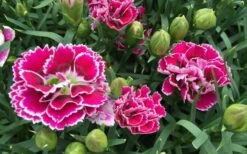 Super Trouper Magenta White Dianthus (Carnation) - 5 Pack Of Quart Pots -Garden Plants Shop dianthus supertrouper magenta white 4