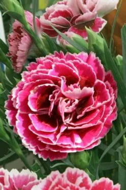 Super Trouper Magenta White Dianthus (Carnation) - 5 Pack Of Quart Pots -Garden Plants Shop dianthus supertrouper magenta white 5
