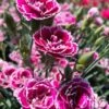 Super Trouper Magenta White Dianthus (Carnation) - 5 Pack Of Quart Pots -Garden Plants Shop dianthus supertrouper magenta white 6