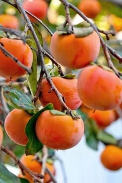 Fuyu Persimmon Tree - 7 Gallon Pot (4-5') -Garden Plants Shop diospyros kaki fuyu persimmon tree 3 1