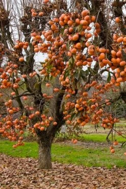Fuyu Persimmon Tree - 7 Gallon Pot (4-5') -Garden Plants Shop diospyros kaki fuyu persimmon tree 5 1