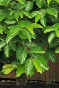 Fuyu Persimmon Tree - 7 Gallon Pot (4-5') -Garden Plants Shop diospyros kaki fuyu persimmon tree 6 1