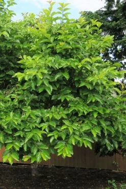 Fuyu Persimmon Tree - 3 Gallon Pot -Garden Plants Shop diospyros kaki fuyu persimmon tree 7