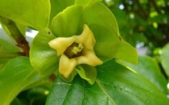 Fuyu Persimmon Tree - 7 Gallon Pot (4-5') -Garden Plants Shop diospyros kaki fuyu persimmon tree 9 1