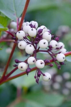 Red Osier Red Twig Dogwood (Cornus Sericea) - 3 Pack Of 1.5 Quart Pots -Garden Plants Shop dogwood red osier 500x750 2