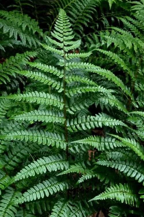 Champions Wood Fern (Dryopteris Championii) - 6 Pack Of 1 Gallon Pots 3 Champions Wood Fern (Dryopteris Championii) - 6 Pack Of 1 Gallon Pots
