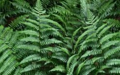 Champions Wood Fern (Dryopteris Championii) - 6 Pack Of 1 Gallon Pots 12 Champions Wood Fern (Dryopteris Championii) - 6 Pack Of 1 Gallon Pots -Garden Plants Shop dryopteris championii champions wood fern 2 1