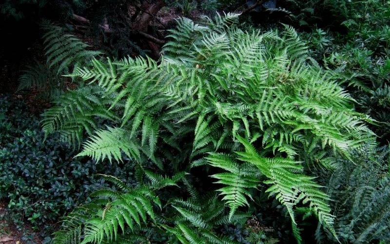Champions Wood Fern (Dryopteris Championii) - 6 Pack Of 1 Gallon Pots 7 Champions Wood Fern (Dryopteris Championii) - 6 Pack Of 1 Gallon Pots - Image 5