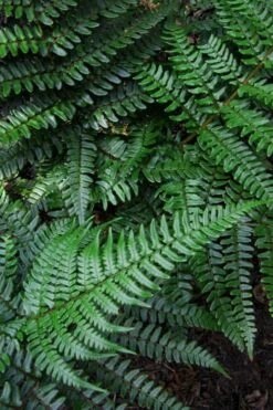 Champions Wood Fern (Dryopteris Championii) - 6 Pack Of 1 Gallon Pots 14 Champions Wood Fern (Dryopteris Championii) - 6 Pack Of 1 Gallon Pots -Garden Plants Shop dryopteris championii champions wood fern 7 1