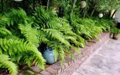 Autumn Brilliance Fern (Dryopteris Erythrosora) - 1 Gallon Pot -Garden Plants Shop dryopteris erythrosora autumn brilliance fern 10