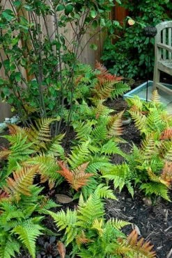 Autumn Brilliance Fern (Dryopteris Erythrosora) - 6 Pack Of 1 Gallon Pots -Garden Plants Shop dryopteris erythrosora autumn brilliance fern 11 1