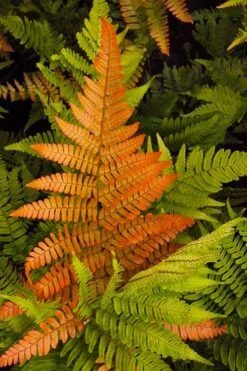 Autumn Brilliance Fern (Dryopteris Erythrosora) - 1 Gallon Pot -Garden Plants Shop dryopteris erythrosora autumn brilliance fern 2