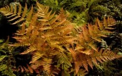 Autumn Brilliance Fern (Dryopteris Erythrosora) - 6 Pack Of 1 Gallon Pots -Garden Plants Shop dryopteris erythrosora autumn brilliance fern 3 1