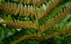 Autumn Brilliance Fern (Dryopteris Erythrosora) - 6 Pack Of 1 Gallon Pots -Garden Plants Shop dryopteris erythrosora autumn brilliance fern 4 1