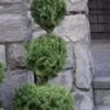 Poodle Tier Dwarf Alberta Spruce Topiary - 2 Gallon Pot -Garden Plants Shop dwarf alberta spruce 3 ball poodle tier 12 2