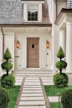 Dwarf Alberta Spruce 2-Ball Cone Topiary - 5 Gallon Pot -Garden Plants Shop dwarf alberta spruce 3 ball poodle tier with pyramid1