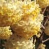Snow Cream Edgeworthia Paper Bush - 5 Gallon -Garden Plants Shop edgeworthia snow cream 1