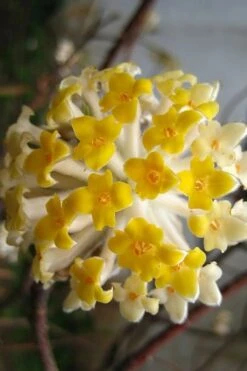 Snow Cream Edgeworthia Paper Bush - 5 Gallon -Garden Plants Shop edgeworthia snow cream 10