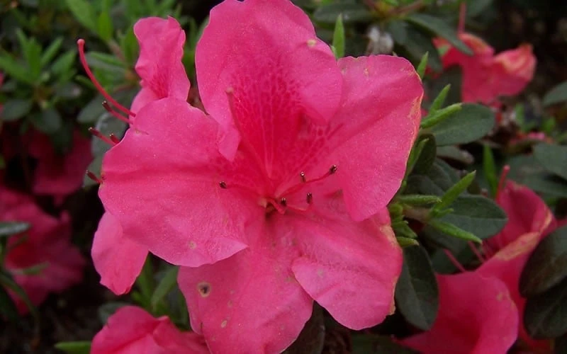 Autumn Carnival Encore Azalea - 1 Gallon Pot 6 Autumn Carnival Encore Azalea - 1 Gallon Pot - Image 4