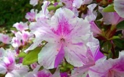 Autumn Twist Encore Azalea - 1 Gallon Pot -Garden Plants Shop encore azalea autumn twist