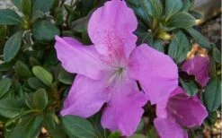Autumn Lilac Encore Azalea - 1 Gallon Pot -Garden Plants Shop encore azalea autumnlilac