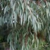 Angus Cold Hardy Eucalyptus Tree (Eucalyptus Nicholii) - 5 Gallon Pot -Garden Plants Shop eucalyoptus nicholii angus 1 2