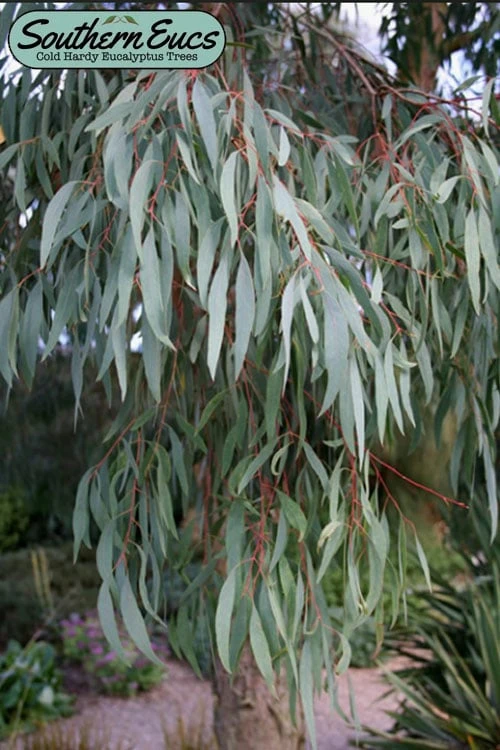 Angus Cold Hardy Eucalyptus Tree (Eucalyptus Nicholii) - Quart Pot 10 Angus Cold Hardy Eucalyptus Tree (Eucalyptus Nicholii) - Quart Pot - Image 8