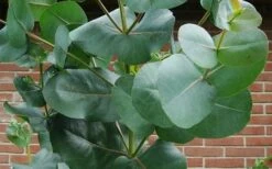 Big O Cold Hardy Eucalyptus Tree (Eucalyptus Neglecta) - Quart Pot -Garden Plants Shop eucalyptus bigo leaves 5