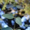 Grace Cold Hardy Eucalyptus Tree (Eucalyptus Elliptica) - 3 Gallon Pot 2 Grace Cold Hardy Eucalyptus Tree (Eucalyptus Elliptica) - 3 Gallon Pot -Garden Plants Shop eucalyptus elliptica grace 1 2