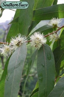 Jersey Girl Cold Hardy Eucalyptus Tree (Eucalyptus Macarthurii) - 1 Gallon Pot