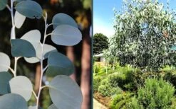 Mappa Tassie Cold Hardy Eucalyptus Tree (Eucalyptus Pauciflora) - Quart Pot -Garden Plants Shop eucalyptus mappa tassie combo 3