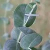 Big O Cold Hardy Eucalyptus Tree (Eucalyptus Neglecta) - 5 Gallon Pot (4-5') -Garden Plants Shop eucalyptus neglecta big 0 1 1