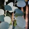 Mappa Tassie Cold Hardy Eucalyptus Tree (Eucalyptus Pauciflora) - 3 Quart Pot -Garden Plants Shop eucalyptus pauciflora mappa tassie 1 1