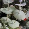 Luna Cold Hardy Eucalyptus Tree (Eucalyptus Perriniana) - 1 Gallon Pot -Garden Plants Shop eucalyptus perreniana luna 1