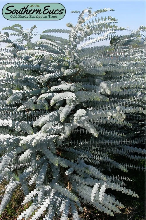 Bluey Cold Hardy Eucalyptus Tree (Eucalyptus Pulverulenta) - 2 Gallon Pot 3 Bluey Cold Hardy Eucalyptus Tree (Eucalyptus Pulverulenta) - 2 Gallon Pot