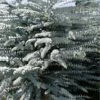 Bluey Cold Hardy Eucalyptus Tree (Eucalyptus Pulverulenta) - 5 Gallon Pot -Garden Plants Shop eucalyptus pulverulenta bluey 1 4