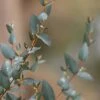 Sheila Cold Hardy Eucalyptus Tree (Eucalyptus Stellulata) - Quart Pot -Garden Plants Shop eucalyptus stellulata sheila 1