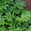 Fatsia Japonica - Japanese Aralia - Glossy Paper Plant - 3 Gallon Pot -Garden Plants Shop fatsia Japanese Aralia 1 500x750 2
