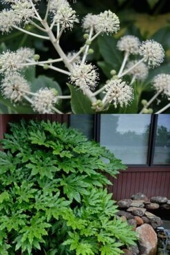 Fatsia Japonica (Japanese Aralia / Glossy Paper Plant) - 7 Gallon Pot -Garden Plants Shop fatsia Japanese Aralia 2 500x750 1