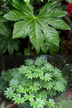 Fatsia Japonica (Japanese Aralia / Glossy Paper Plant) - 7 Gallon Pot -Garden Plants Shop fatsia Japanese Aralia 500x750 1