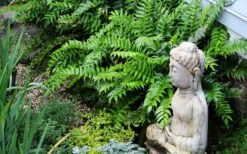 Japanese Holly Fern - Cyrtomium Falcatum 'Rochfordianum' - 2.5 Quart Pot 13 Japanese Holly Fern - Cyrtomium Falcatum 'Rochfordianum' - 2.5 Quart Pot -Garden Plants Shop fern20holly203