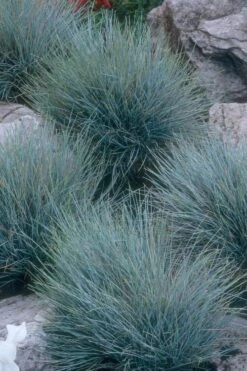 Blue Fescue Grass (Festuca Glauca) - 5 Pack Of Quart Pots -Garden Plants Shop festuca glauca blue fescue grass 14